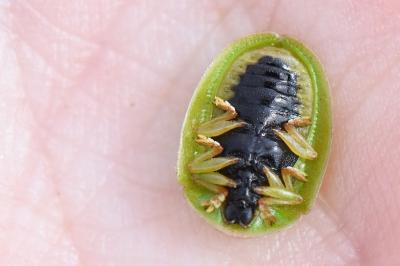 <i>Cassida viridis</i>