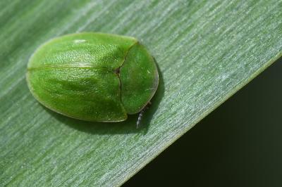 <i>Cassida viridis</i>