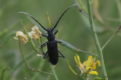 <i>Cerambyx scopolii</i>