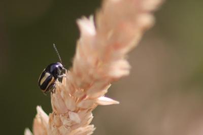 <i>Cryptocephalus vittatus</i>