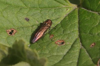 <i>Agrilus</i>