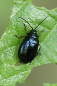 <i>Agelastica alni</i>