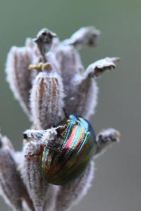 <i>Chrysolina americana</i>