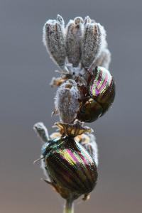 <i>Chrysolina americana</i>