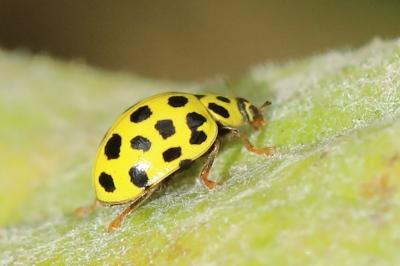 <i>Psyllobora vigintiduopunctata</i>