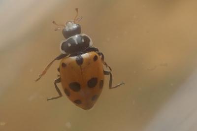 <i>Hippodamia variegata</i>