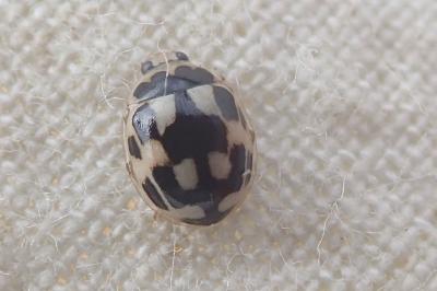 Coccinelle à damier