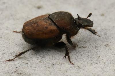 <i>Onthophagus coenobita</i>