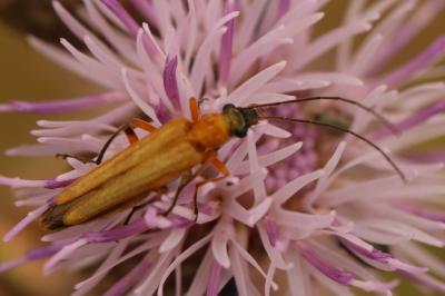 <i>Oedemera podagrariae</i>