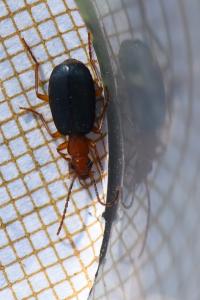 <i>Brachinus crepitans</i>