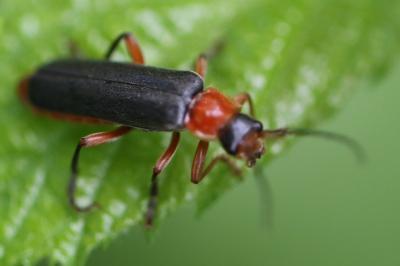 <i>Cantharis pellucida</i>