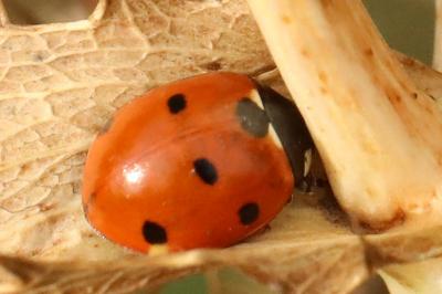<i>Coccinella septempunctata</i>