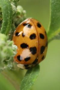 <i>Harmonia axyridis</i>