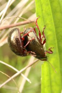 <i>Chrysolina bankii</i>
