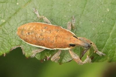 <i>Lixus ochraceus</i>