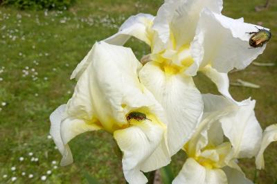 <i>Cetonia aurata</i>
