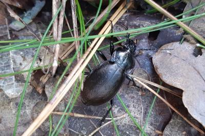 <i>Carabus nemoralis</i>