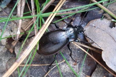 <i>Carabus nemoralis</i>