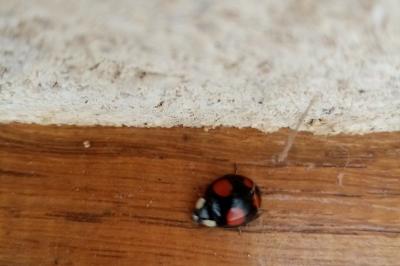 <i>Harmonia axyridis</i>