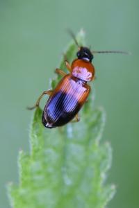 <i>Stenolophus teutonus</i>