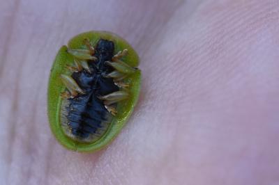 <i>Cassida viridis</i>