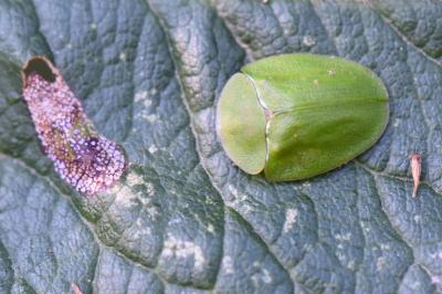 <i>Cassida viridis</i>