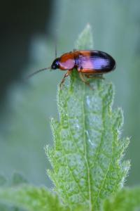 <i>Stenolophus teutonus</i>