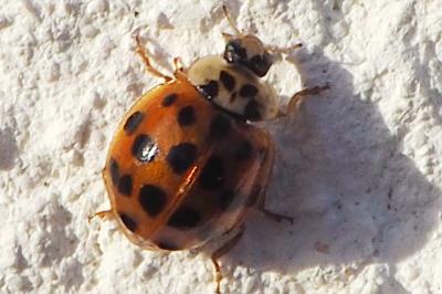 <i>Harmonia axyridis</i>