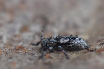 <i>Pogonocherus decoratus</i>