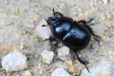 <i>Anoplotrupes stercorosus</i>