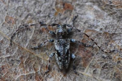 <i>Pogonocherus decoratus</i>