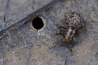 <i>Strophosoma capitatum</i>