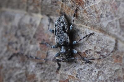 <i>Pogonocherus decoratus</i>