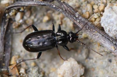 <i>Loricera pilicornis</i>