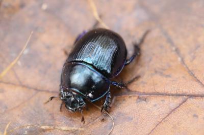 <i>Anoplotrupes stercorosus</i>