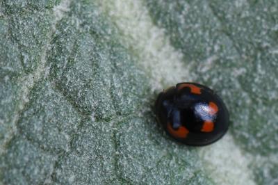 <i>Exochomus quadripustulatus</i>