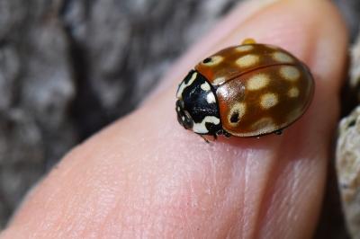 <i>Anatis ocellata</i>