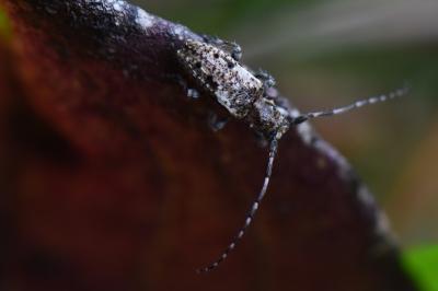<i>Pogonocherus decoratus</i>
