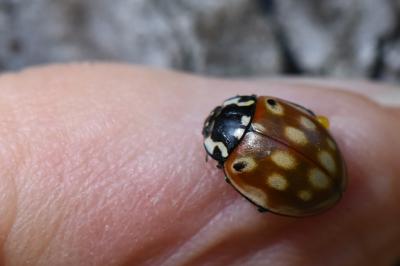 Anatis ocellata
