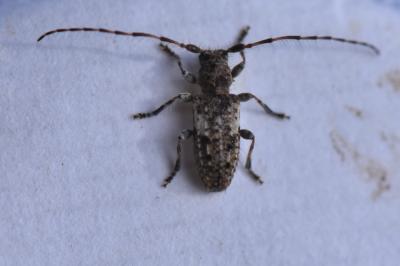 <i>Pogonocherus decoratus</i>