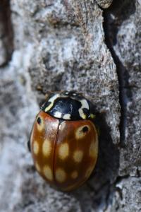 <i>Anatis ocellata</i>