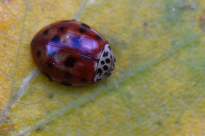 <i>Harmonia quadripunctata</i>