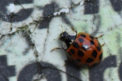 <i>Harmonia axyridis</i>