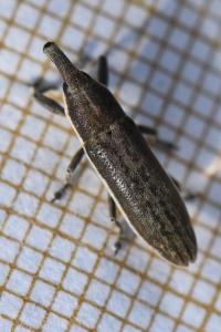 <i>Lixus ochraceus</i>