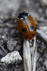 Hippodamia variegata