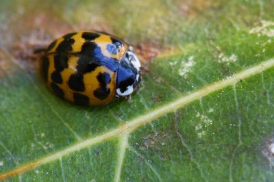 <i>Harmonia axyridis</i>