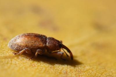 <i>Dorytomus</i>