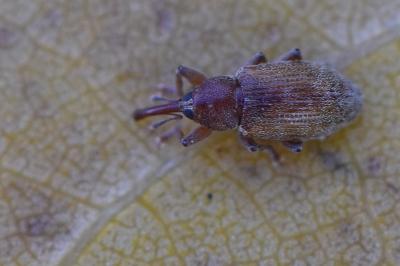 <i>Dorytomus</i>