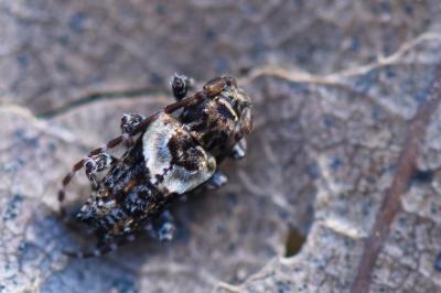<i>Pogonocherus hispidus</i>