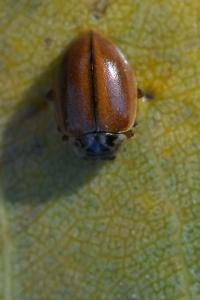 <i>Aphidecta obliterata</i>